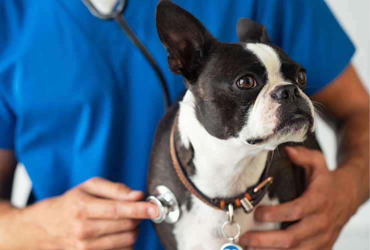 CLÍNICA VETERINARA - CLÍNICA VETERINARIA MEGAMASCOTAS - MOLINA DE SEGURA - MURCIA